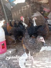 7 طيور للبيع بغرض نقل مكان السكن