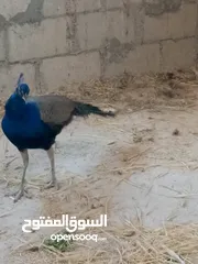  2 جوز طاووس للبيع شغالين 100%