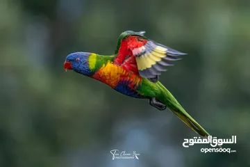 1 ببغاء شوف الوصف