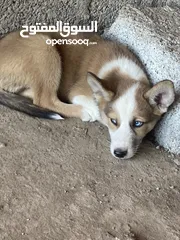  5 Husky puppies  2 month for sale