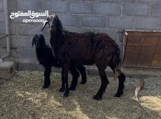  1 جاعده تهجين سوداني تحتها كبش