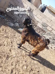  4 ثني  البيع  كفالة هداد