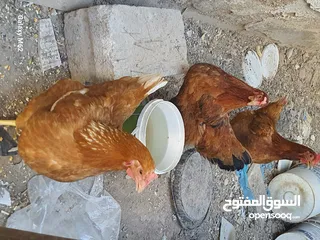 1 دجاج لوهمان هندي