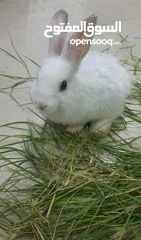  1 White Rabbit pet for sale