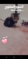  3 كتن هملايا مقزم أطراف قصيره موجود ذكور واناث