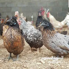  1 صيصان للدجاج الحبحب الكويتي