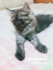 2 Persian mother kitten