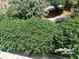  14 منزل دوبلكس للبيع مع مزرعه  شجر مزروع مثمرعدد 25 و شجر زينه 25 كرفان 70م يحتوي على مطبخ حمام وصاله