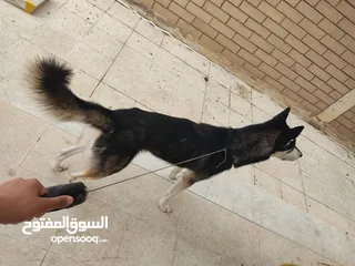  2 هاسكي سيبيري