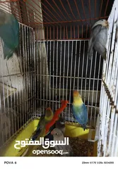  17 فشرات طفرات بلديه كلهم منتجين الفيديو بشرح كلشي