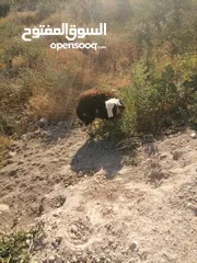  8 قرقير عدد إثنين للبيع