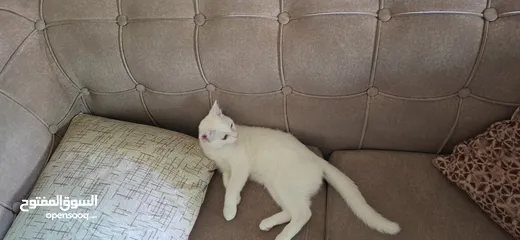  1 قطة تبني  أنثى وليست للبيع