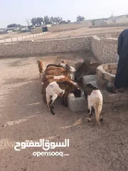  4 حولا سوداني للبيع