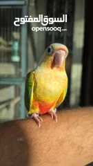  1 ببغاء جرين شيك انناس اليف مدرب طيران حر