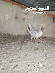  1 فرخ مسود قراقطه للبيع