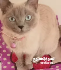  26 قطه كتنز كتن   و بطه عدد 3 بطات   و سلاحف بريه و قطة سيامي كبيره منتجه  تربيه منزليه لقطه كوم هامستر