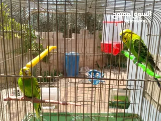  3 طيور مشكله شغاله للبيع اقرا الوصف