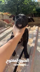  4 بيتبول بلاك نوز جروتين pitbull black nose puppies