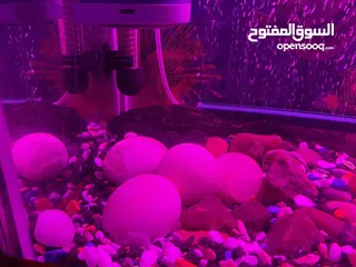  2 حوض سمك اوسكر كامل اغراضو للبيع