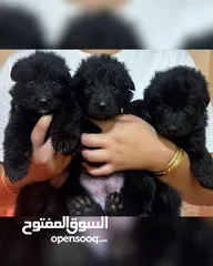  1 German shepherd black جيرمن شيبرد بلاك