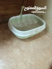  8 قط شيرازي ابيض واسود للبيع مع اغراضه
