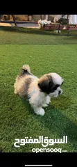  6 Havanese puppies