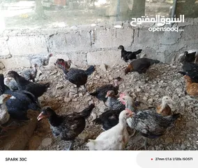  3 فراخ بلدي ومشكل