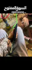  16 جهاز. ايفون15 pro max جهاز وكاله بحالة الجديد الجهااز  بطاريتو90 مساحه256 نموذجM شرق ارسط الاه ببارك