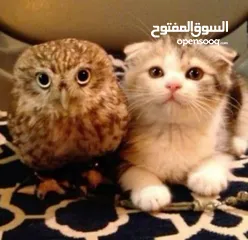  1 ام قويق)(قزم) 50 شامل قفص وتوصيل  طويلة الاذن العمر شهر فيك تربيها ع كيفك الرقم بالوصف