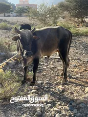  2 عجل اثيوبي للبيع .. تابع الوصف