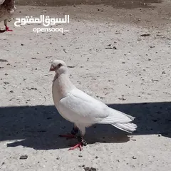  2 اربع فراخ للبيع بسعر حرق الحرق الحبة ب3 دنانير والبيع للكوم