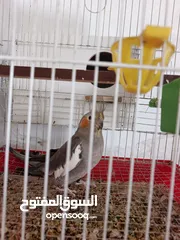  2 جوز كوكتيل حبشي صلاة النبي صحه ونظافة شغالين للبيع مع القفص والكوخ ب40 دينار والشرا ما بقصر معاه