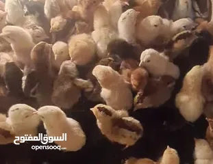  1 صيصان بلدي وفيومي خمسه وثلاثون قرش