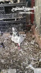  4 Pakistani Pigeons for exchange