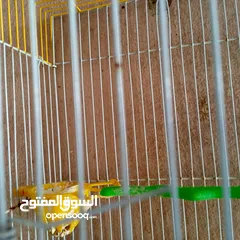  6 كنار للبيع