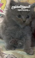  14 Persian short hair kitten