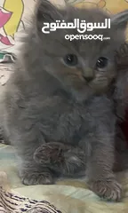  30 Persian short hair kitten