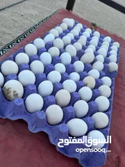  1 للبيع بيض عربي قديم للفقاسه لقط جديد
