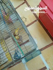  15 عصافير كنار للبيع جواز جاهزه في  اشي مع بيض واشي مش مع بيض وفي فراخ صغار جواز