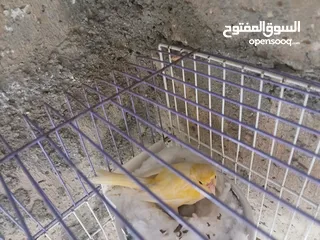  2 كنار ليبيع