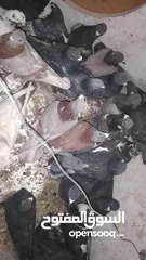  2 حمام بلدي وفيه جوز او جوزين مش بلدي البيع كوم وفيه اكم حبة صغار