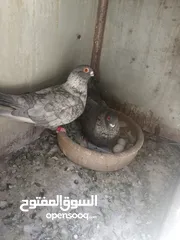  2 اربع جواز قراقطه حبات حلوة  شغالات
