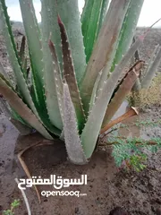  3 صقل او صبار أو الوفيرا alovera for sale