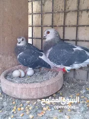  3 جواز حمام  حلوين وشغالين
