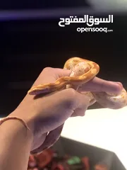  1 Corn Snake