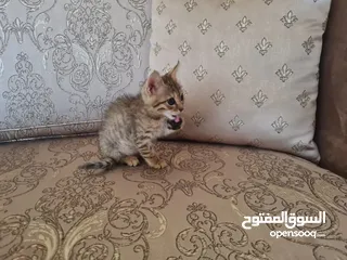  3 قطة صغيرة للتبني