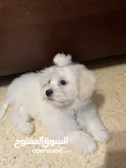  4 فرينش تيرير  صغير وذكي للبيع - عمره 4 شهور