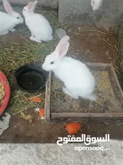  5 أرانب للبيع
