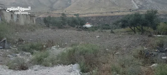  2 ارض للبيع في الحمه الاردنيه مزروع جوافه وكل انواع الحمضيات بثلاثه قواشين مستقلات ومتلاصقات لمالك واح