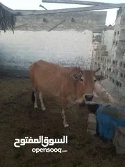  5 cow for sale